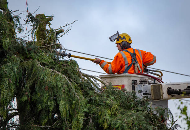 How Our Tree Care Process Works  in  Tiburon, CA