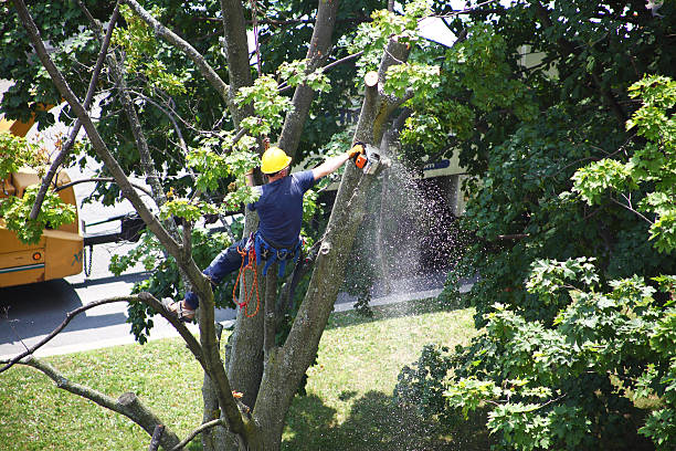 Reliable Tiburon, CA Tree Care Solutions